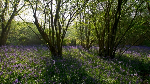 Bluebells - David Tipling/2020VISION