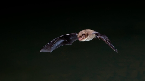 Daubenton's Bat - Dale Sutton/2020VISION