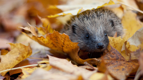 Hedgehog in autumn leaves - Tom Marshall