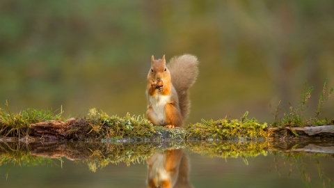 Red Squirrel - Mark Hamblin/2020VISION