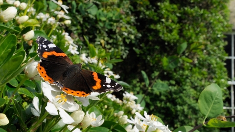 Red Admiral butterfly - Nick Upton/2020VISION