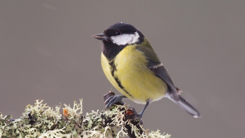 Great tit - Peter Cairns/2020VISION