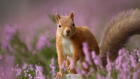 A small red squirrel standing on a rock amongst purple heather.