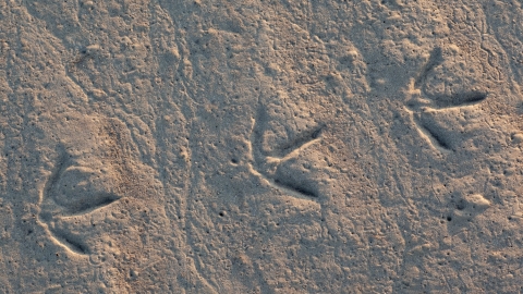 Wader footprints - Peter Cairns/2020VISION
