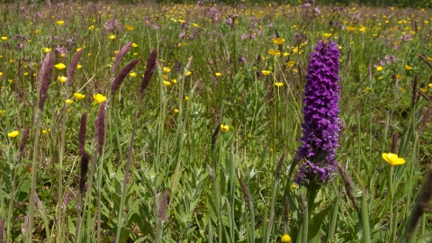 Wildflower meadow - Lyndsey Maiden