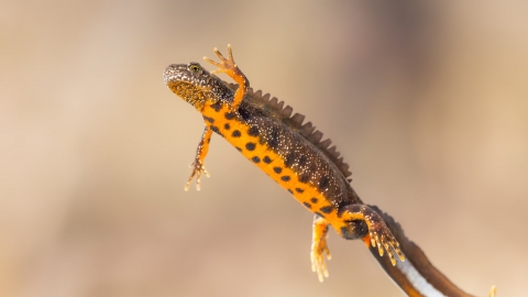 Great crested newt - Shutterstock