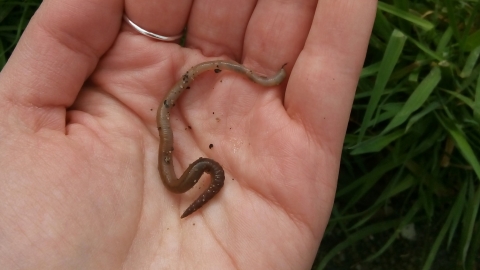 Worm - Eden Jackson