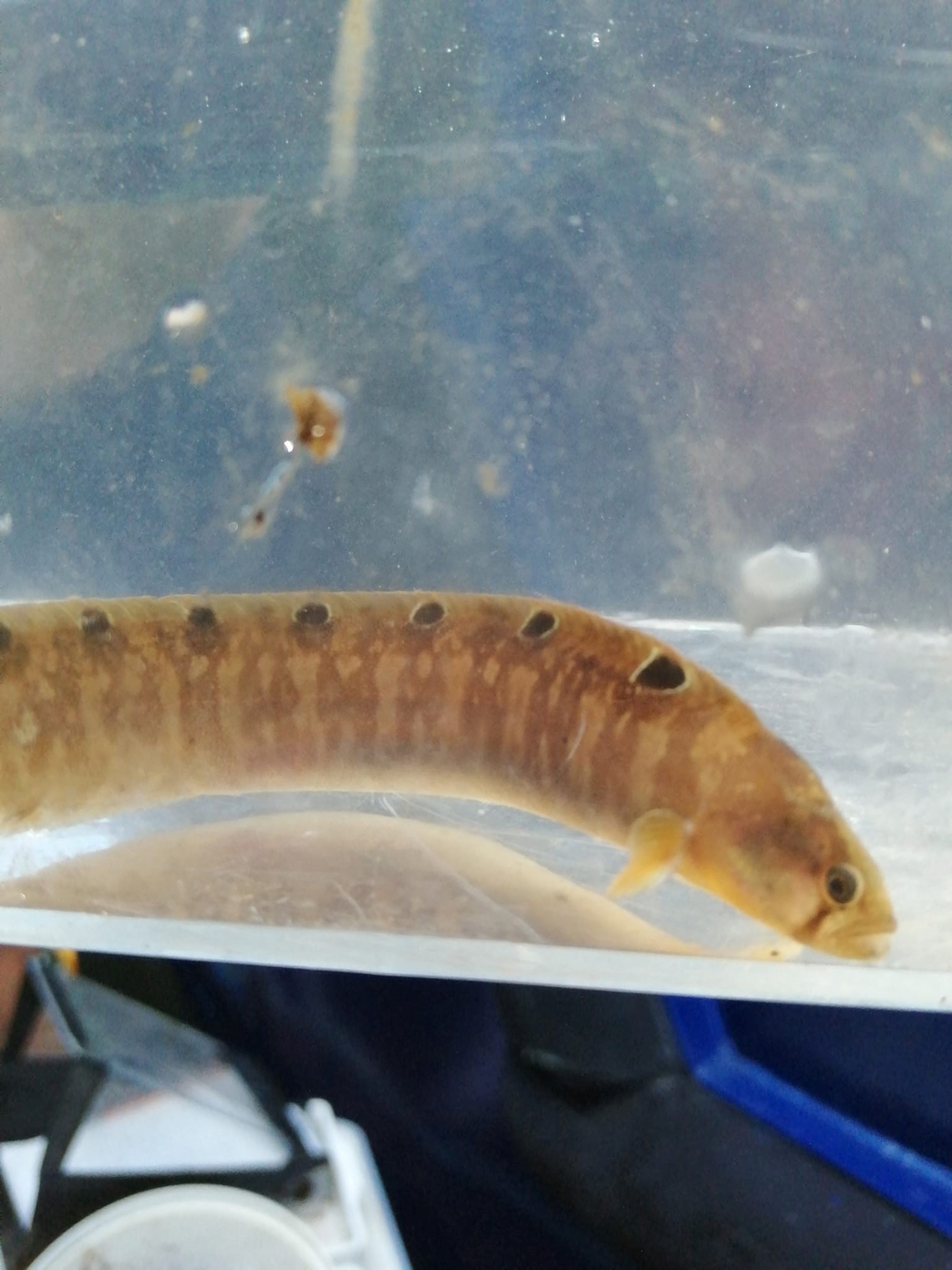 The Cold Beauty of the Marine World | Northumberland Wildlife Trust