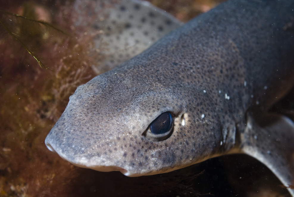 The Cold Beauty of the Marine World Northumberland Wildlife Trust