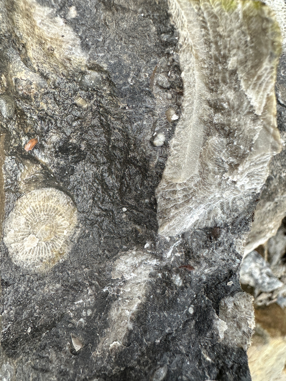 County rock and fossil for Northumberland | Northumberland Wildlife Trust