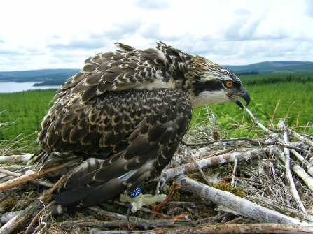 An osprey sits on a nest of branches above a forest, with hills and a lake in the background.