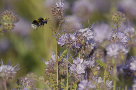 Buff tailed bumblebee - Chris Gomersal/l2020VISION