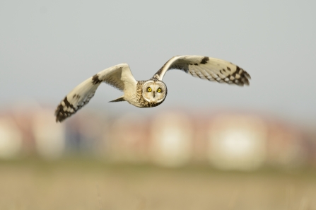 Short eared owl - Terry Whittaker/2020VISION