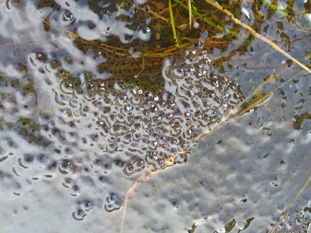 First frogspawn of 2017