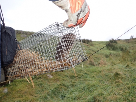 First water vole released