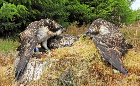 Osprey chicks ringed - Forestry Commission England