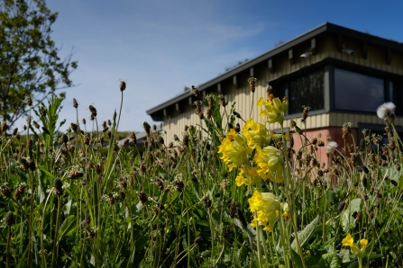 Hauxley WDC meadow - Simon Greener