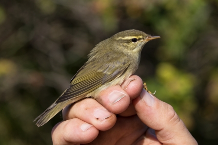 Arctic warbler - Tim Mason