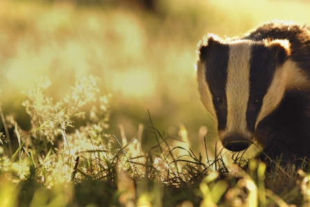 Badger - Andrew Parkinson/2020VISION