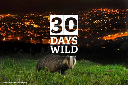30dayswild badger
