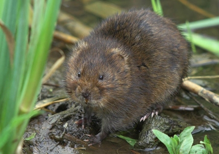 water vole