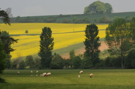 Farmland - Zsuzsanna bird