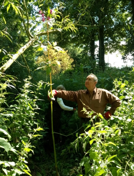 NWT volunteer Morris Selby with Himalayan balsam - Duncan Hoyle
