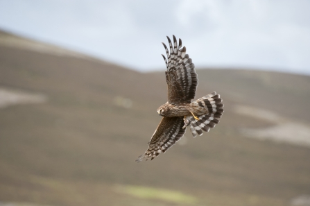 Hen Harrier - Mark Hamblin/2020VISION