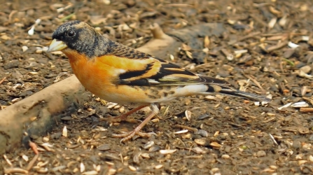 Brambling - Jack Bucknall