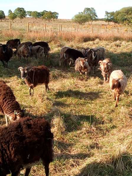 Flexigraze sheep on Longhorsley Moor - Stephen Comber
