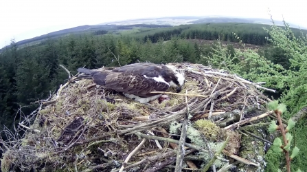 Kielder osprey incubating three eggs - Forestry Commission England