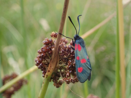 Five-spot Burnet - Andrew Diamond