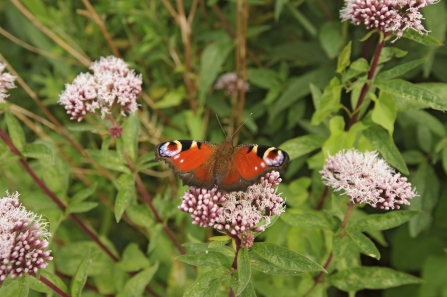 Peacock butterfly - Terry Whittaker/2020VISION