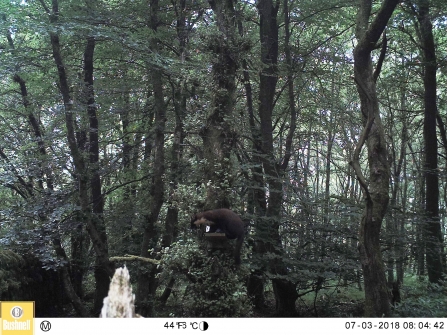 Pine marten Camera footage - John Hartshone.