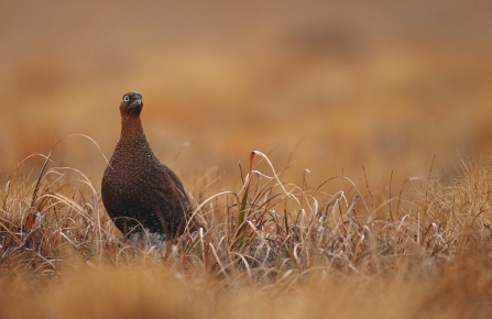 Red grouse - Luke Massey/2020VISION