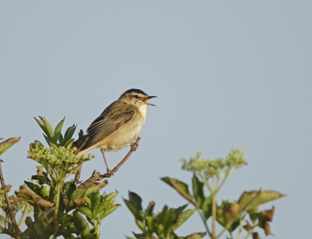 Sedge warbler - David Tipling/2020VISION