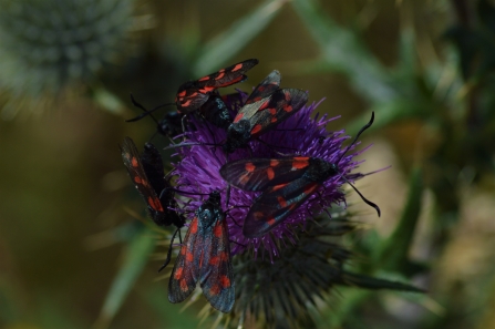 Six-spot Burnet - James Common