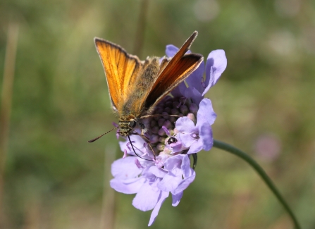 Small Skipper - Duncan Hutt