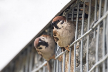Tree sparrows - Tim Mason
