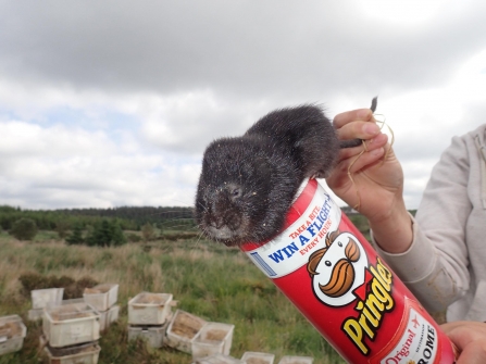 Water vole - Katy Barke