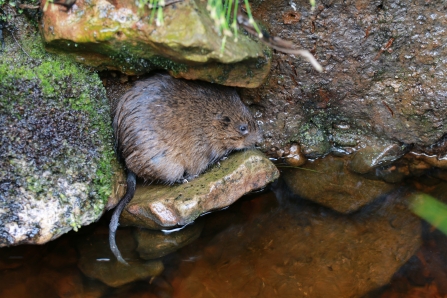 Water vole released into Kielder Water & Forest Park June 2017 - Katy Barke