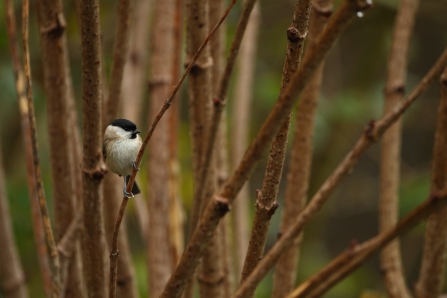 Willow tit - Luke Massey/2020VISION