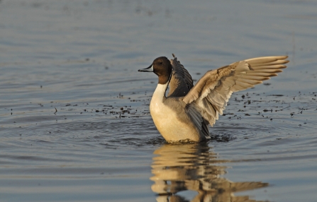 Pintail duck