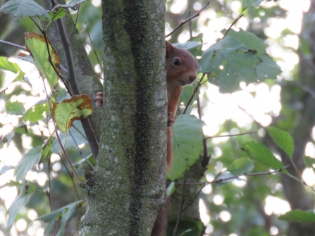 Red Squirrel, Pamela Dewener