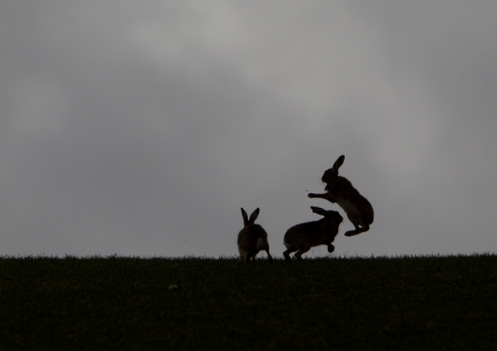 Brown hares - Mark Hamblin/2020VISION