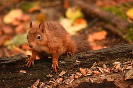 Squirrel 1 - Joel Ireland