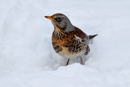 Fieldfare in the snow - Margaret Holland