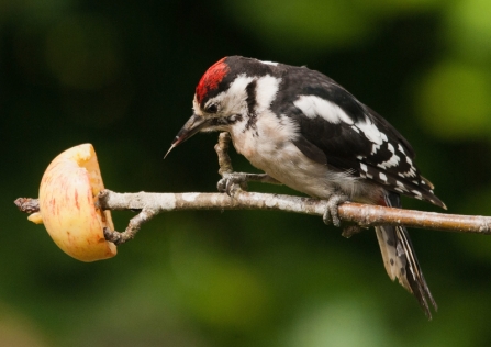 Great spotted woodpecker - Bob Coyle