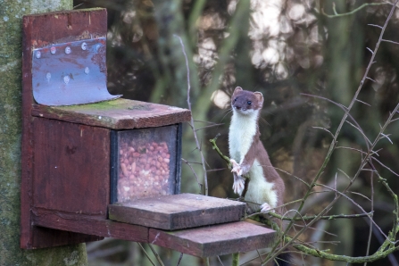 'Houdini' the stoat - Tim Mason