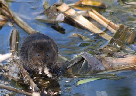 Water vole - Andrew Ramsay